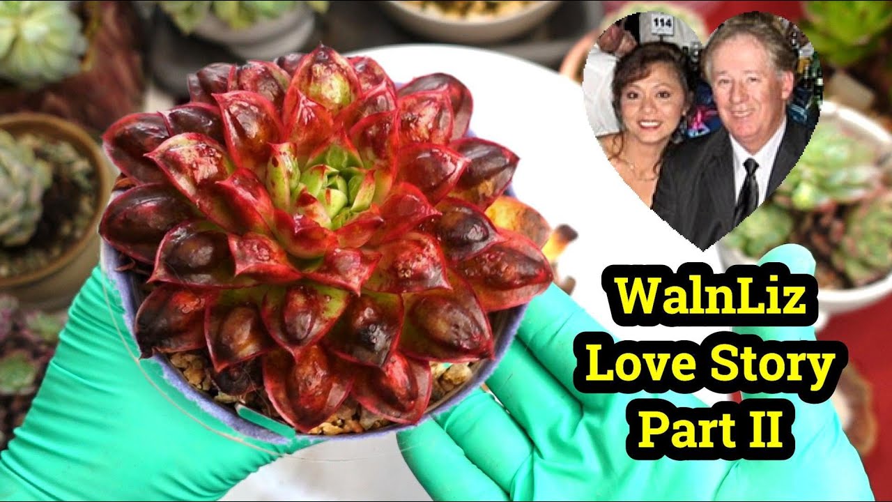 CLEAN UP Succulents #9 | PART 2 WALnLIZ Love Story - DREAMS DO COME TRUE