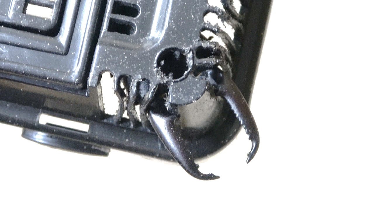 クワガタが刺さって抜けなくなった