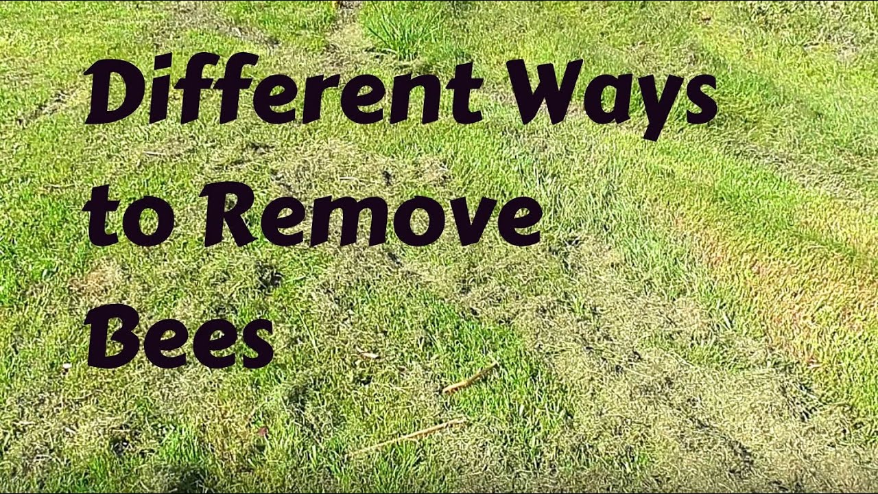 Different Ways to Remove Bees from Supers or Honey Frames    #TEKachivefootage