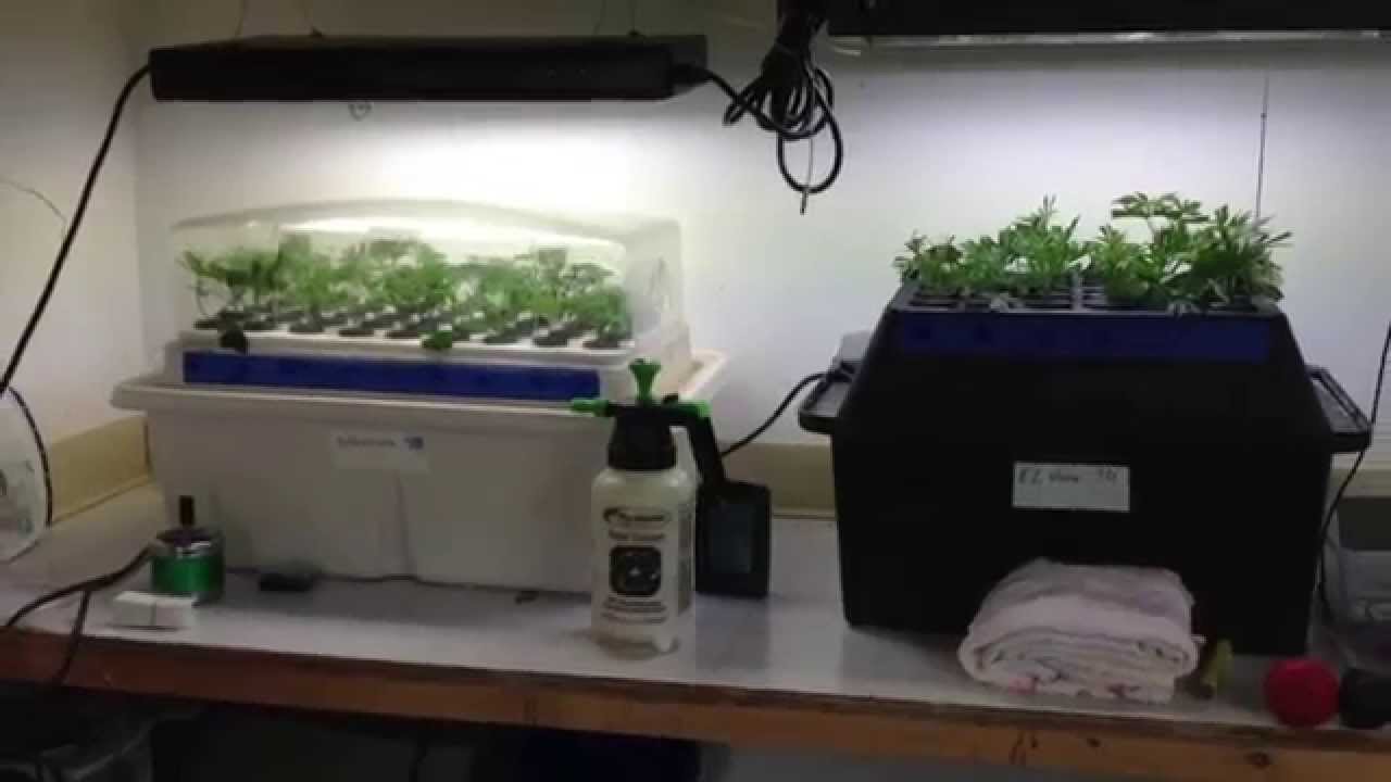 T5 10 strain genetics VEG room, ep3-3, Clones, teens and Mothers