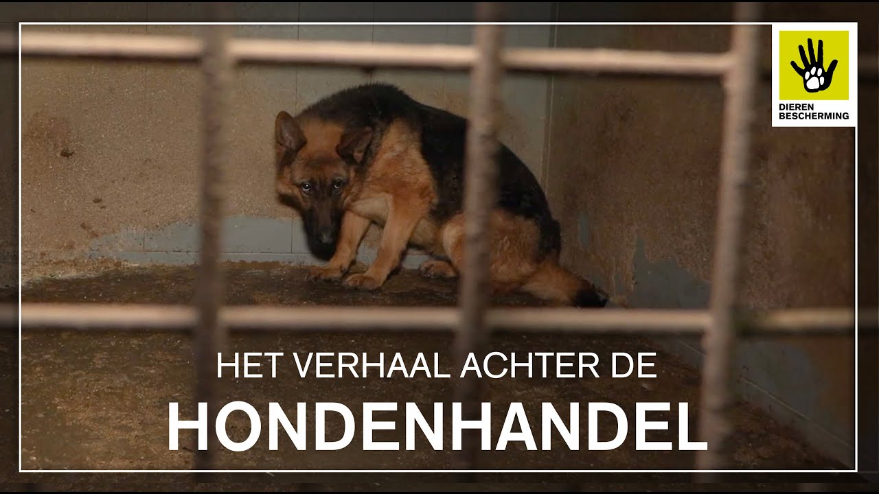 Een documentaire over de broodfok in Nederland
