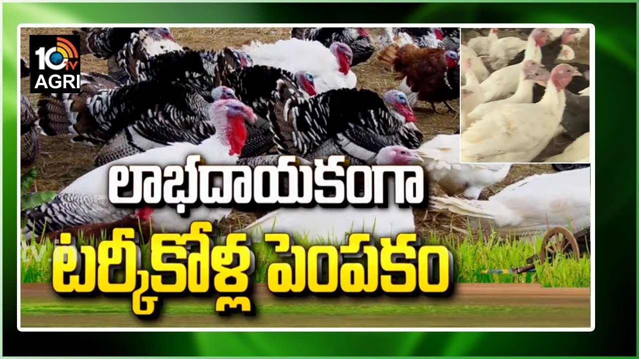 టర్కీ కోళ్ల పెంపకం.. నెలకు లక్షల్లో ఆదాయం | Success Story of Turkey Poultry Farmer Lagisetti Bhupati