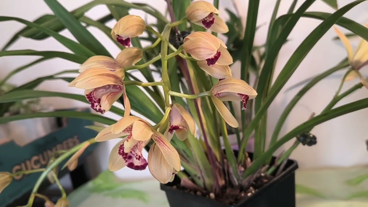 秋天分株的肉桂女孩惠兰开花了The Cymbidium 'Cinnamon Girl', propagated by division in autumn, is in bloom!
