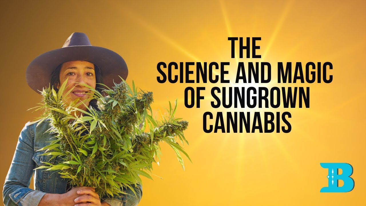 The Science and Magic of Sungrown Cannabis: What is so special about outdoor grown Marijuana