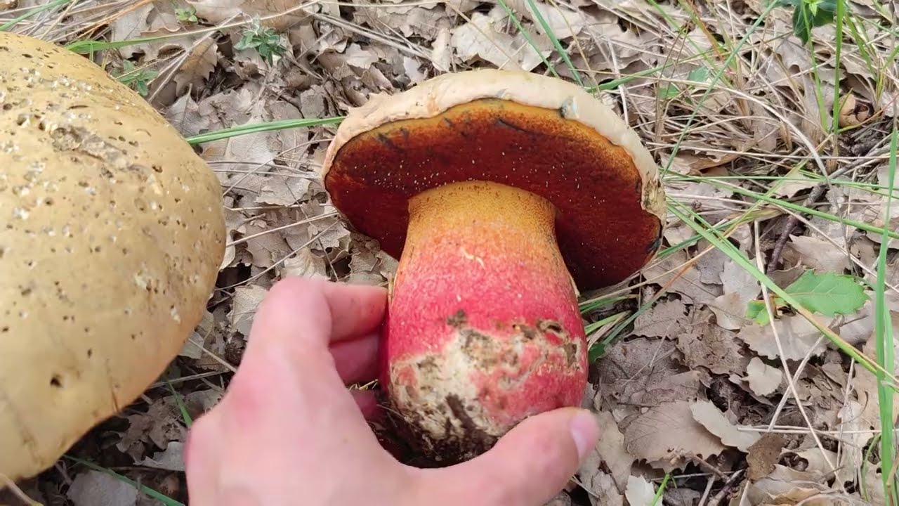 Boletus satanas. identificación y hábitat