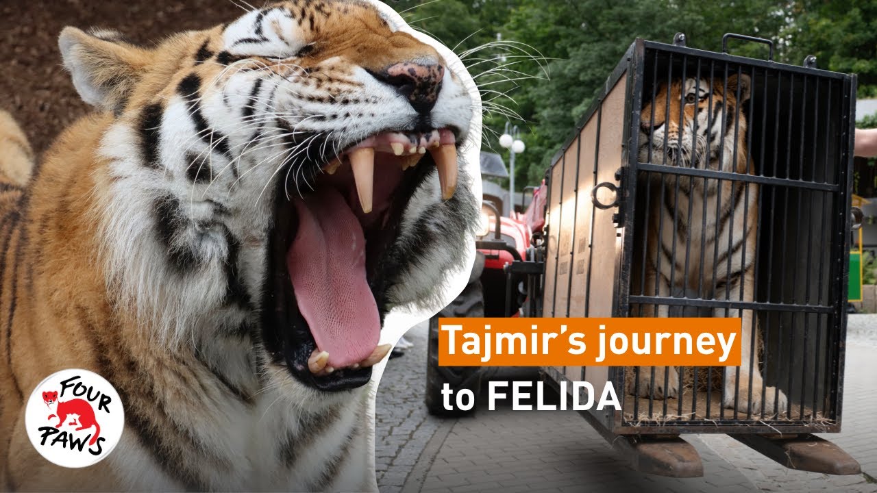 Tiger Tajmir's wild journey to FELIDA!  | FOUR PAWS | [SUBS]