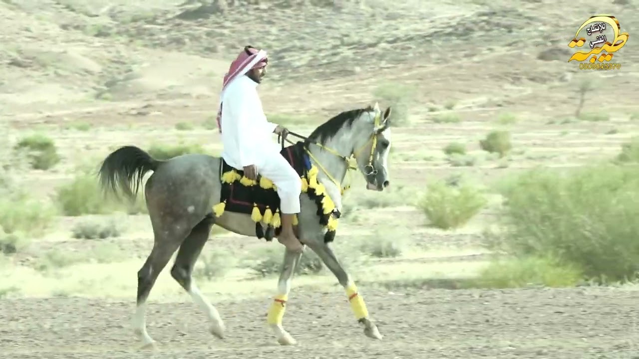 حفل معايدة قبيلة المصابحه من بني عطية بمناسبة عيد الفطر لعام 1444هـ3