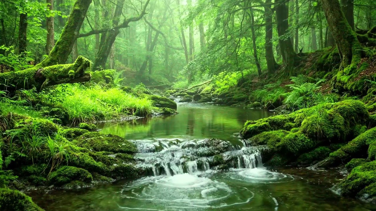 Clear Water Flowing in Green Forest with Birds Singing, Relaxing Water Sounds for Peaceful Sleep