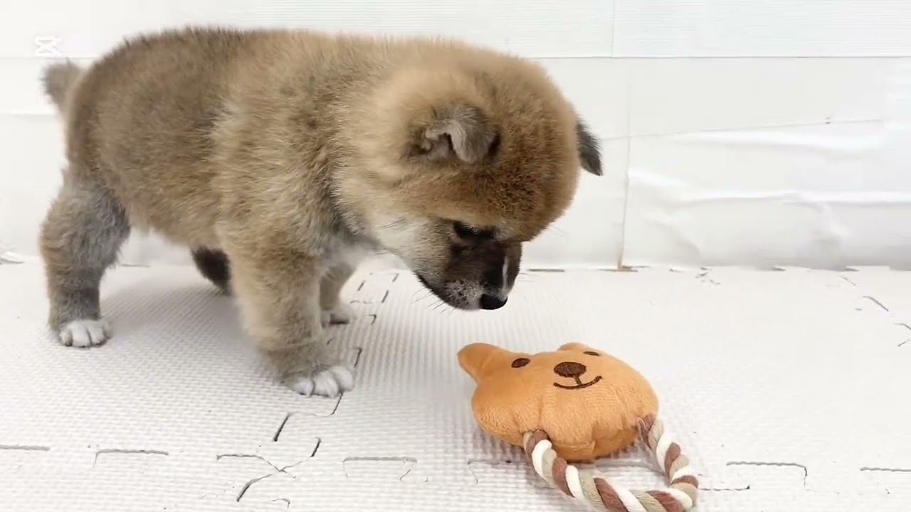 【4/23撮影】コロコロボディの豆柴登場！あどけない表情が可愛すぎる男の子♪