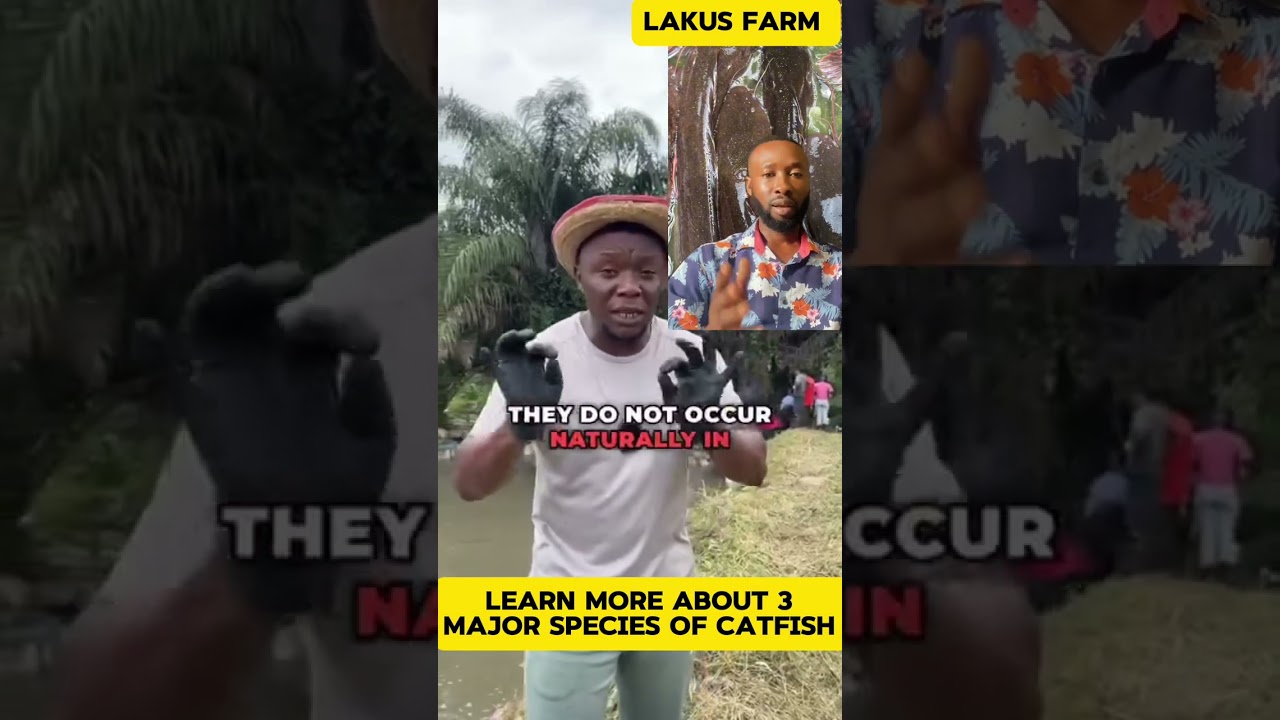 Three major species African catfish been cultured by Nigerian catfish farmers.