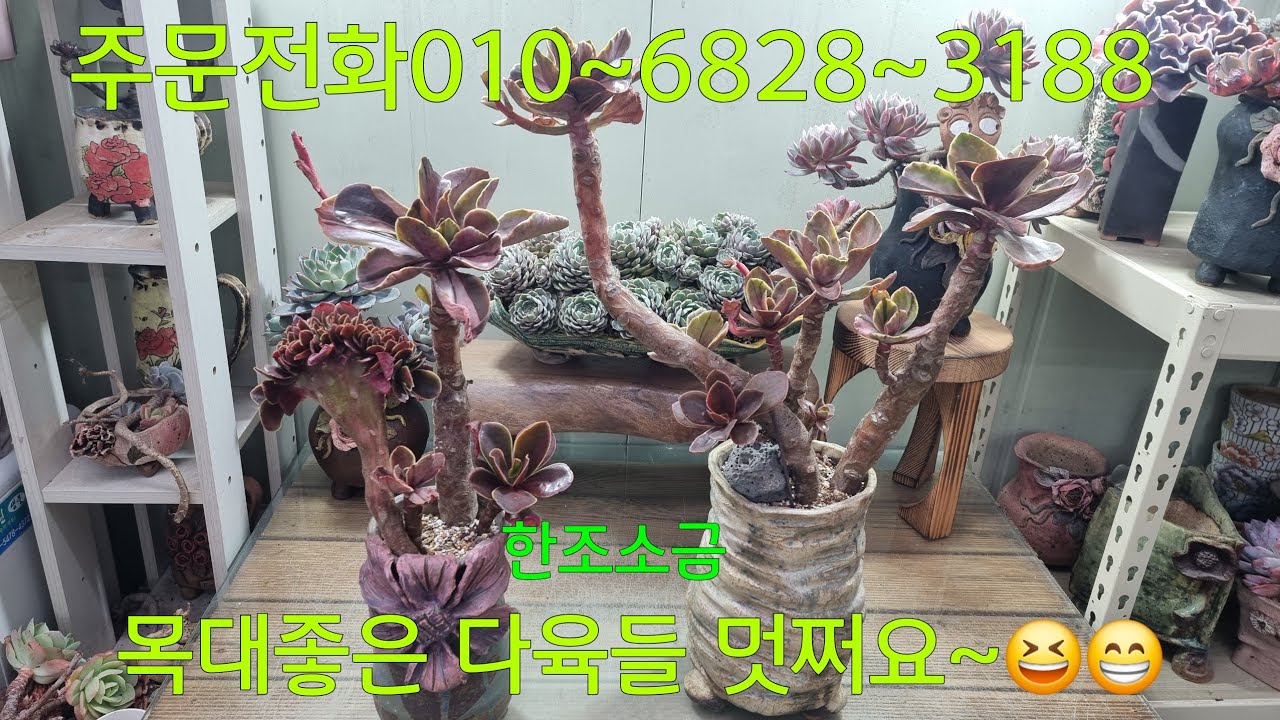 (26.2.14.토)💞판매완료💞한조소금💞예술작품으로 탄생~😁😆