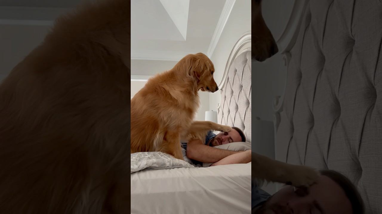 The worst mistake you can make in the morning with a dog!