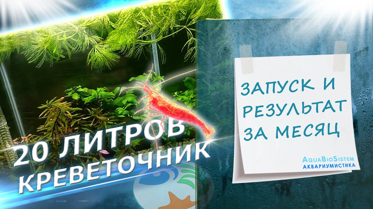 Креветочник 20 литров. Запуск и результат за месяц.