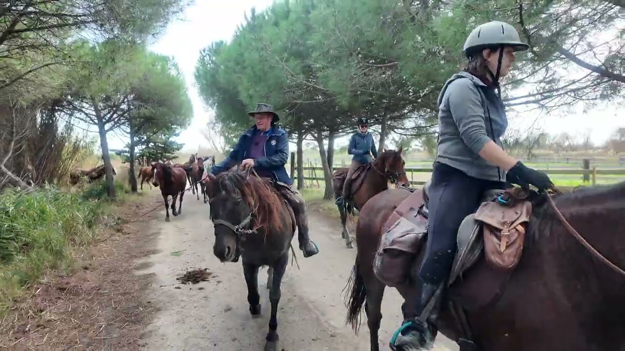 La Transhumance en Camargue