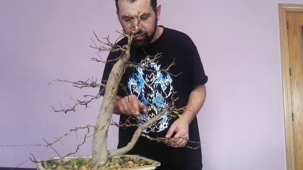 poda de otoño y mantenimiento de granado nejikan