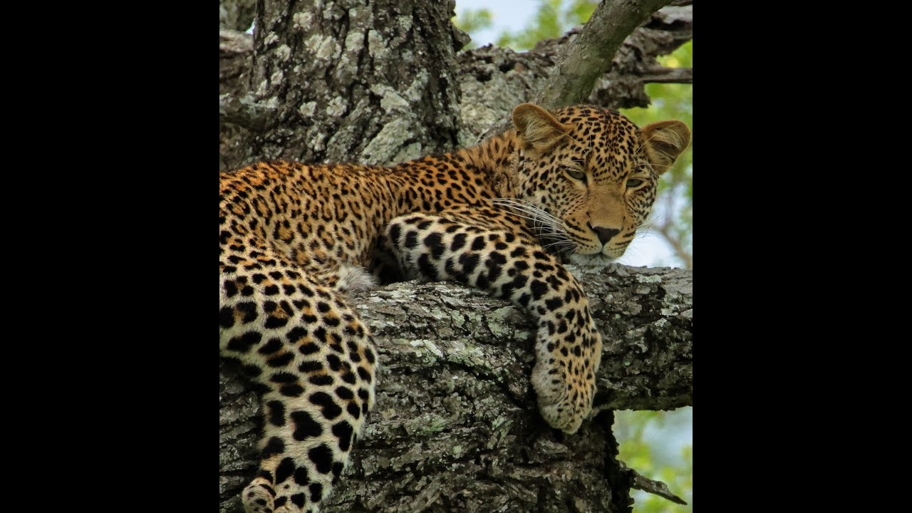 Kruger National Park - Born Free EP3. Wild Dogs hunting Hyena. Leopards lazing in a tree.