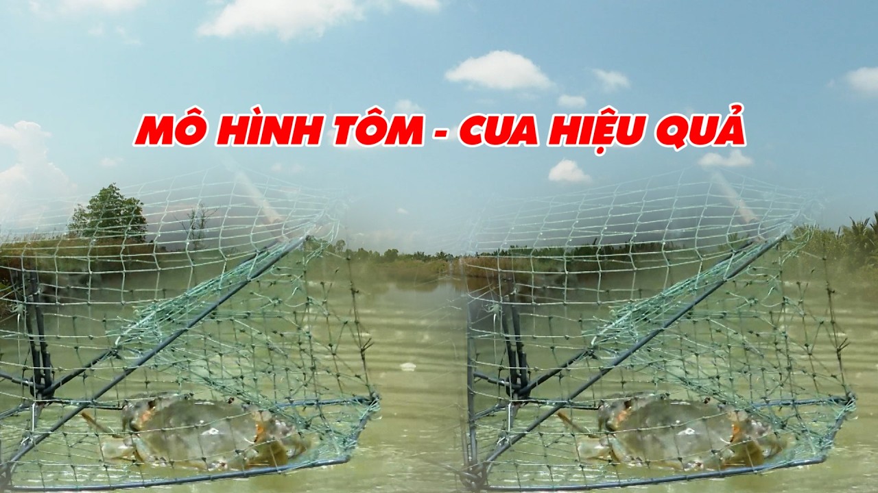 Mô hình Tôm Cua hiệu quả