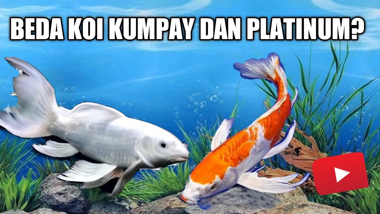 Perbedaan Koi Slayer Kumpay dan Platinum..!! 19/10/22 Update || Hobby #fish #koi