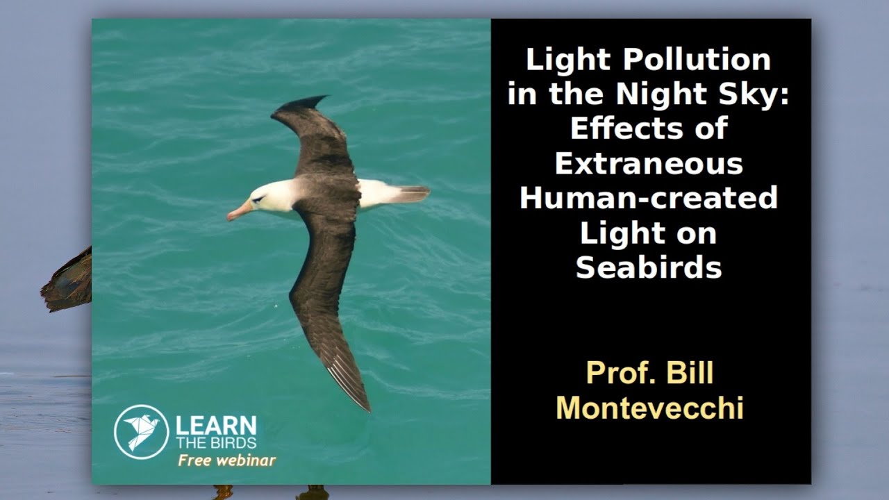 Light Pollution in the Night Sky: Effects of Extraneous Human-created Light on Seabirds