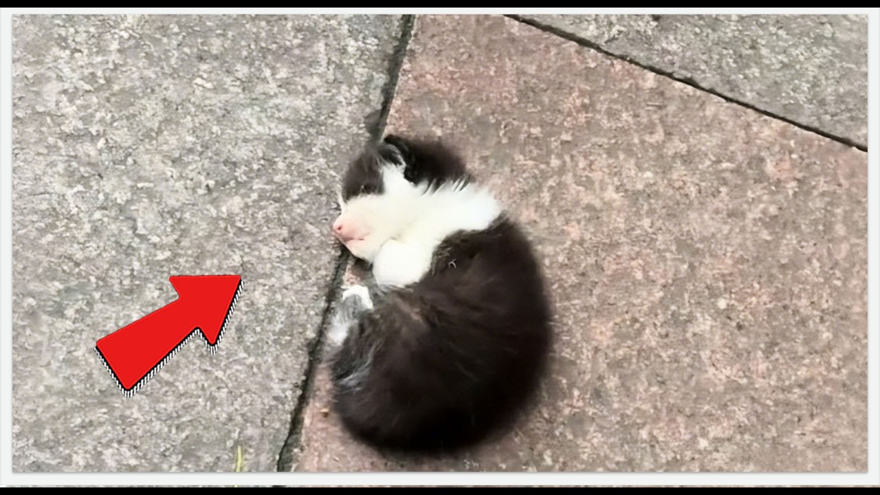 Boy Raised a Kitten, But the Kitten Raised Him Back 🐱💔➡️❤️#rescue #rescueefforts #pets #cat