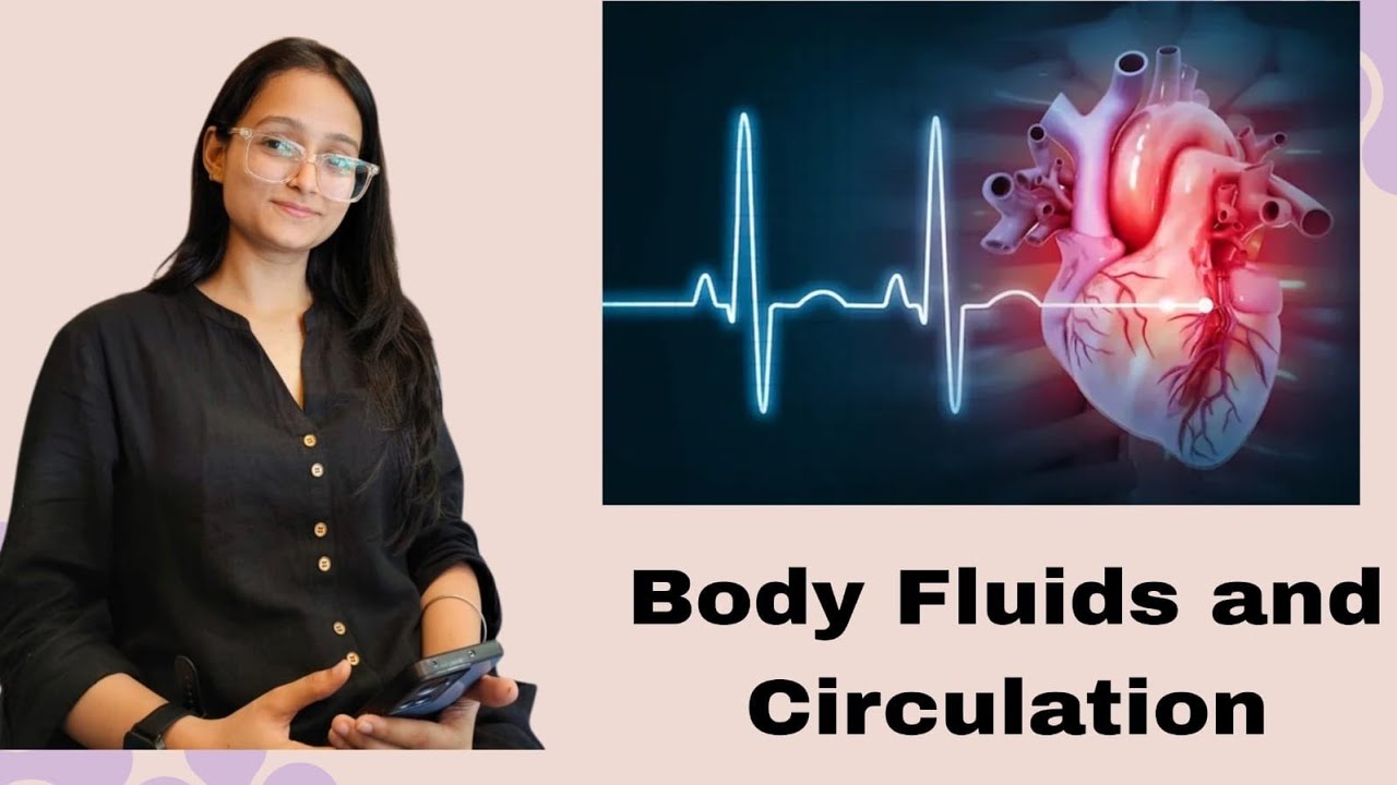 Body Fluids and Circulation 2 | Class 11 Biology | NEET UG | NCERT Explained