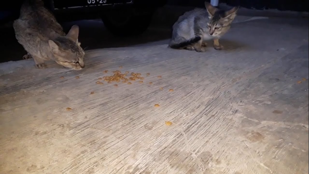 Pity little cat was beaten by two mother cat for eating food.