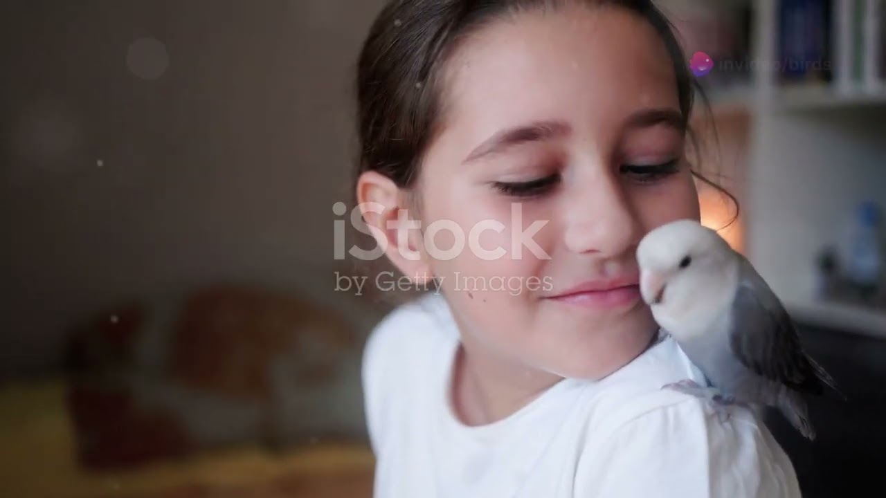 Indian Ringneck Parakeet Care: Breeding, Diet & More!