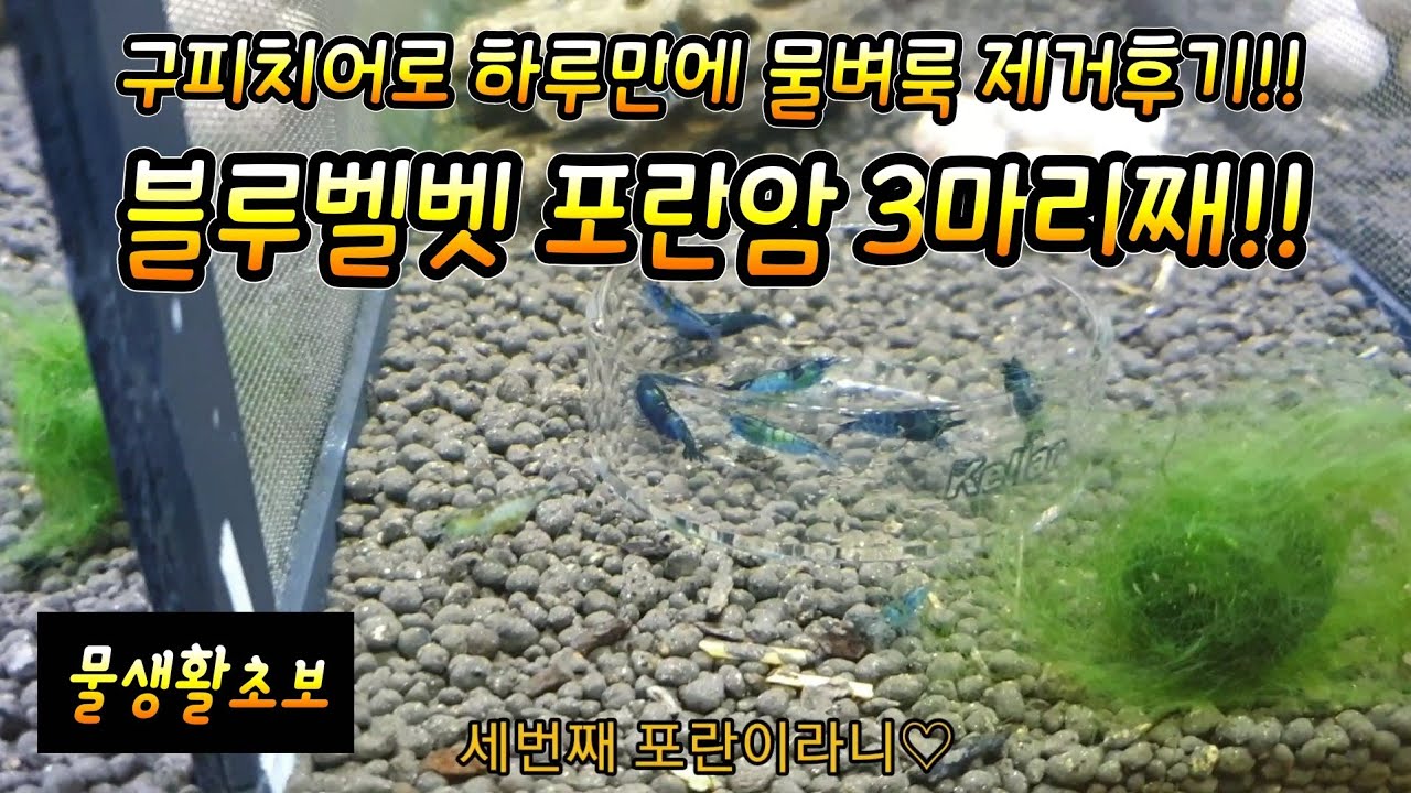 #폭번항2 #블루벨벳포란암 3마리째 발견!! #물벼룩제거하기