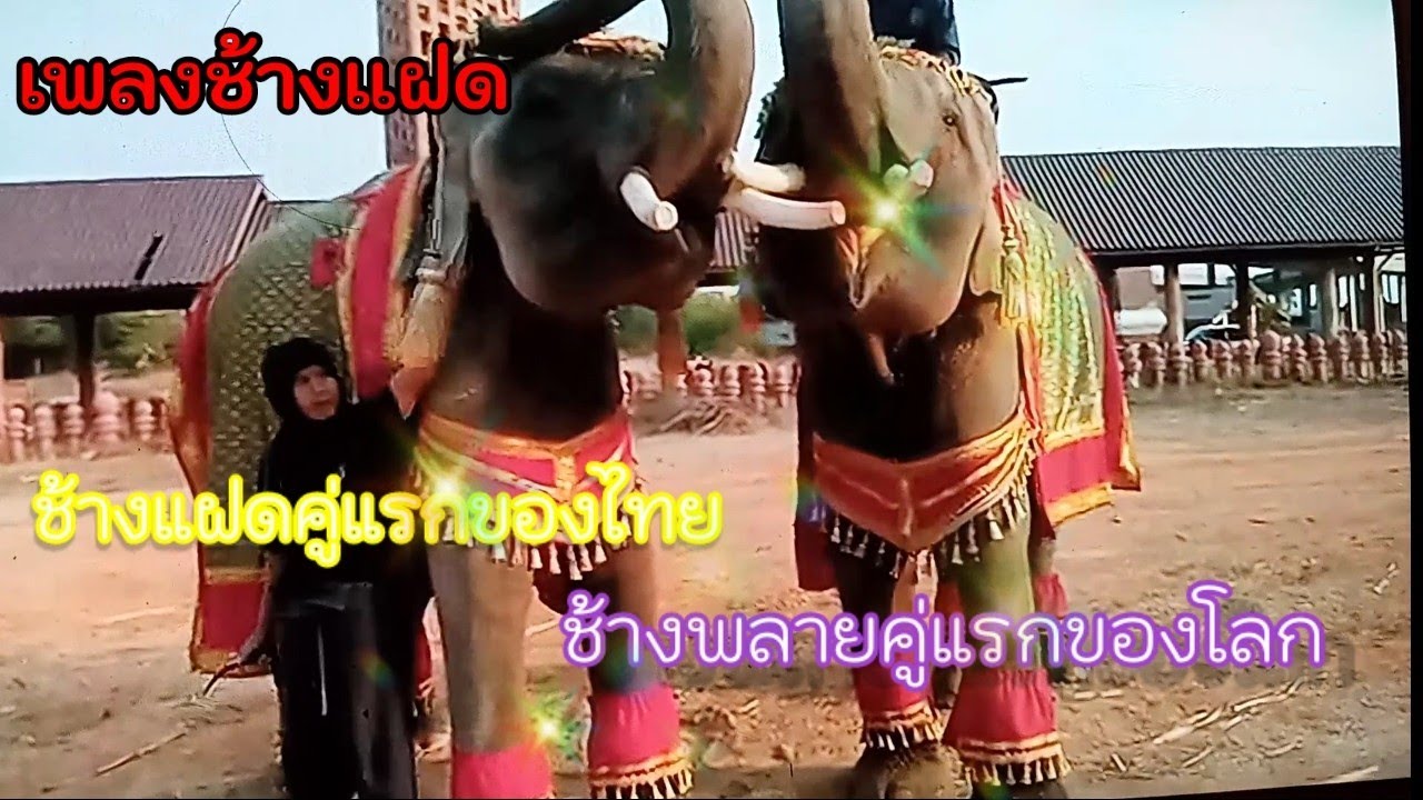 เพลงช้างแฝด พลายทองคำ พลายทองแท่ง เป็นช้างพลายคู่แรกของโลก หนึ่ง วิไลลักษณ์ ศิลปินเพื่อถิ่นช้าง