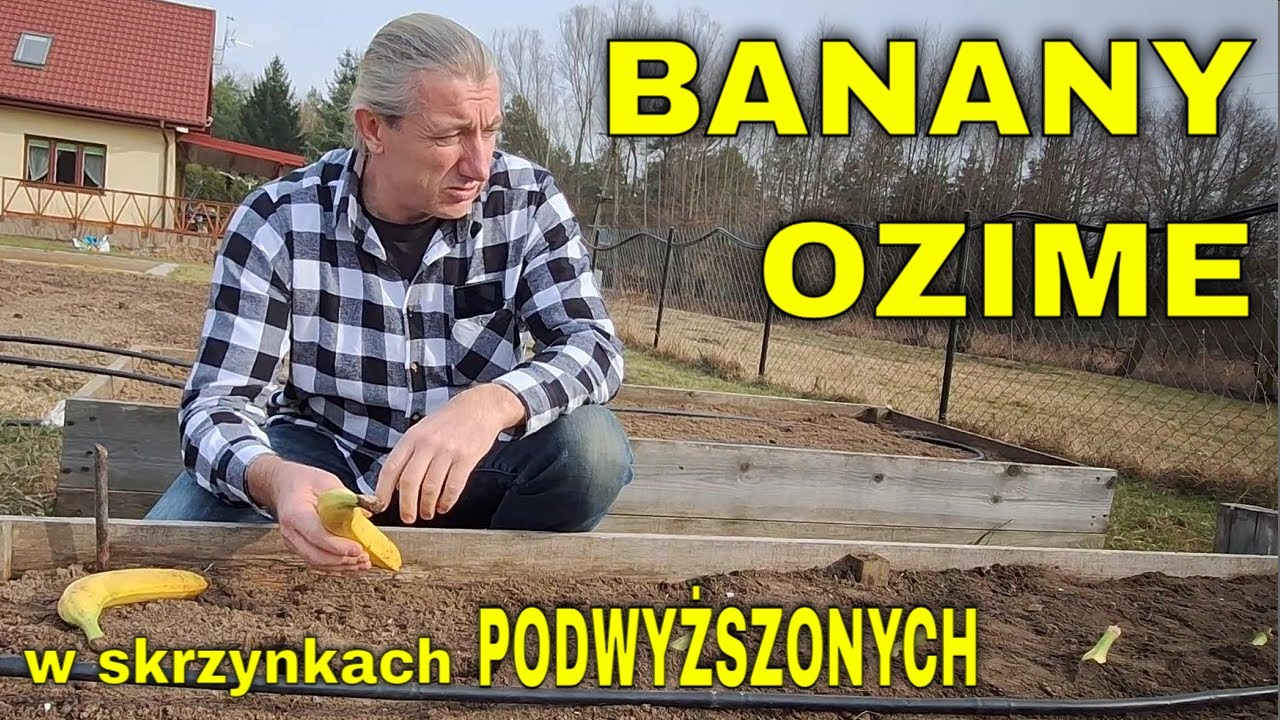Uprawa BANANÓW OZIMYCH w SKRZYNKACH PODWYŻSZONYCH. Zbiór plonów BANANA OZIMEGO w skrzynkach zagonach