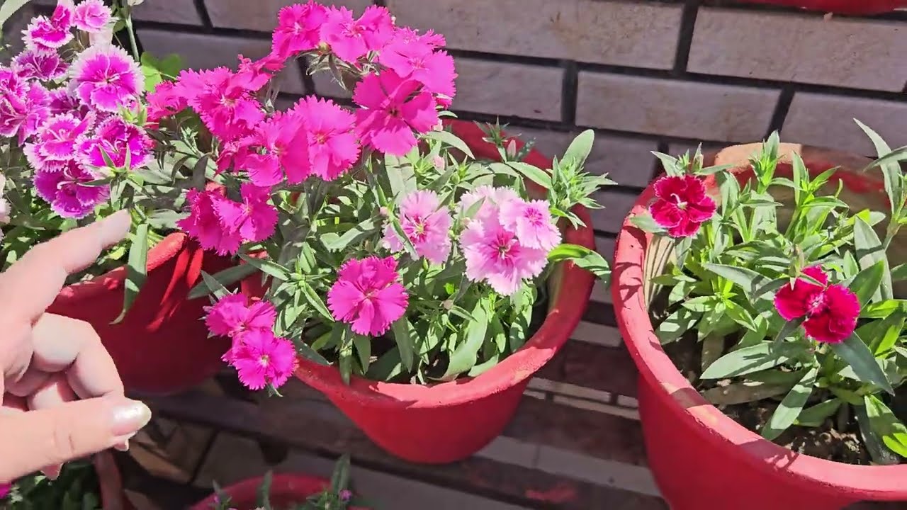 फ़रवरी में गार्डन में ज़रूर कर लें ये काम || FEBRUARY GARDENING WORKS || FUN GARDENING