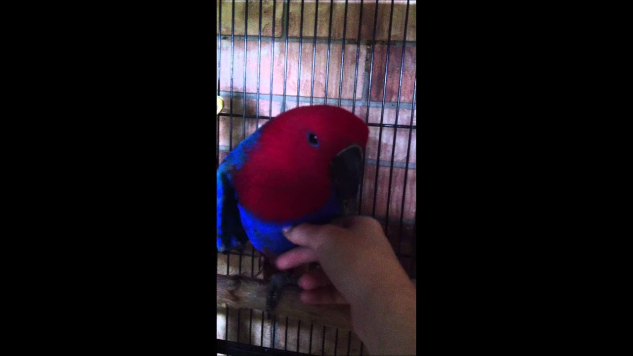 Eclectus talking 11 months