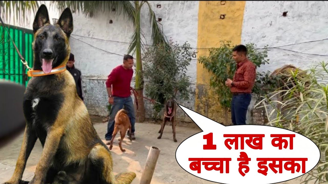 belgian malinois athletes dog || belgian malinois in india||belgian malinois price in india ||
