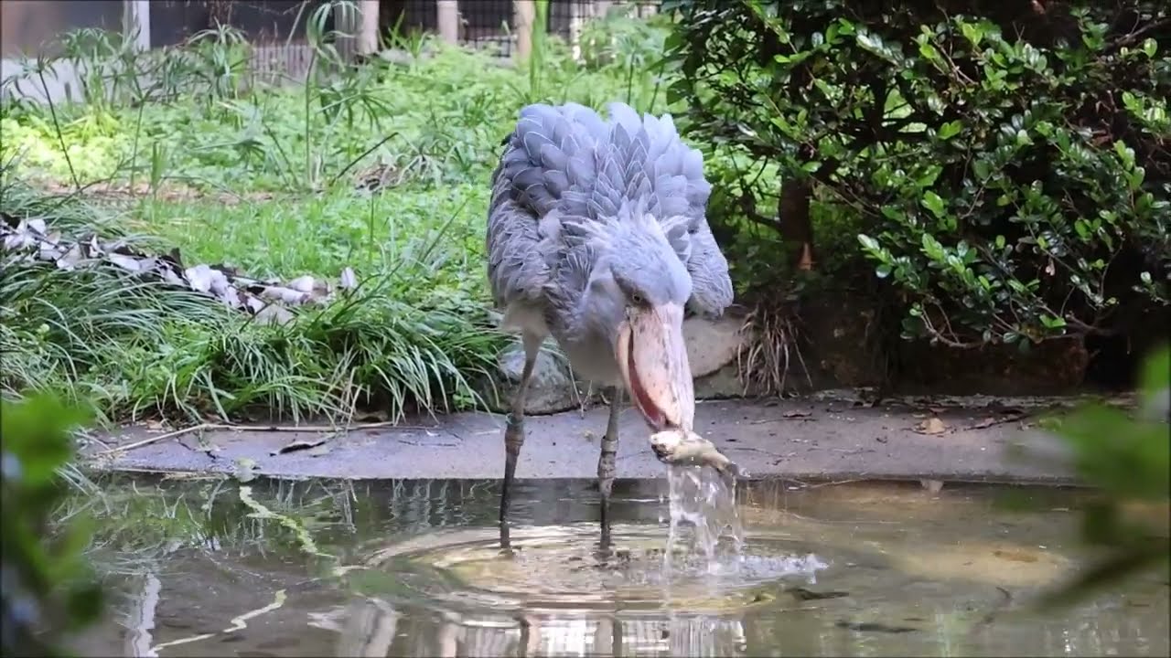 shoebill、ミリーの採餌＠上野ハシビロコウ
