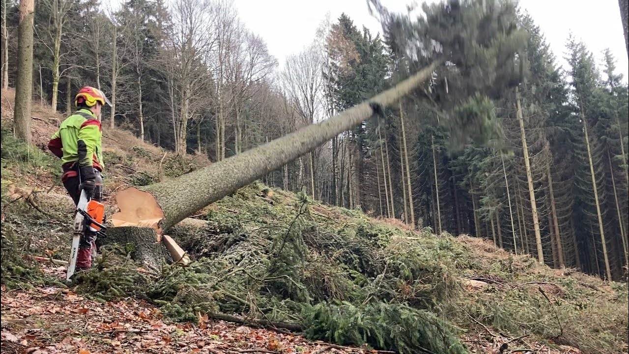Práce v lese když to jde 👍 MS 462/ LKT 81 turbo work in forest #czechforest