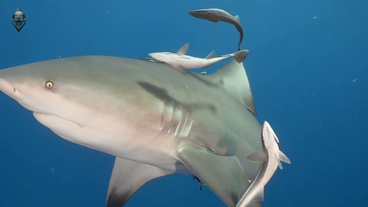 ZAMBEZI ( BUUL ) SHARKS DIVING- SOUTH AFRICA