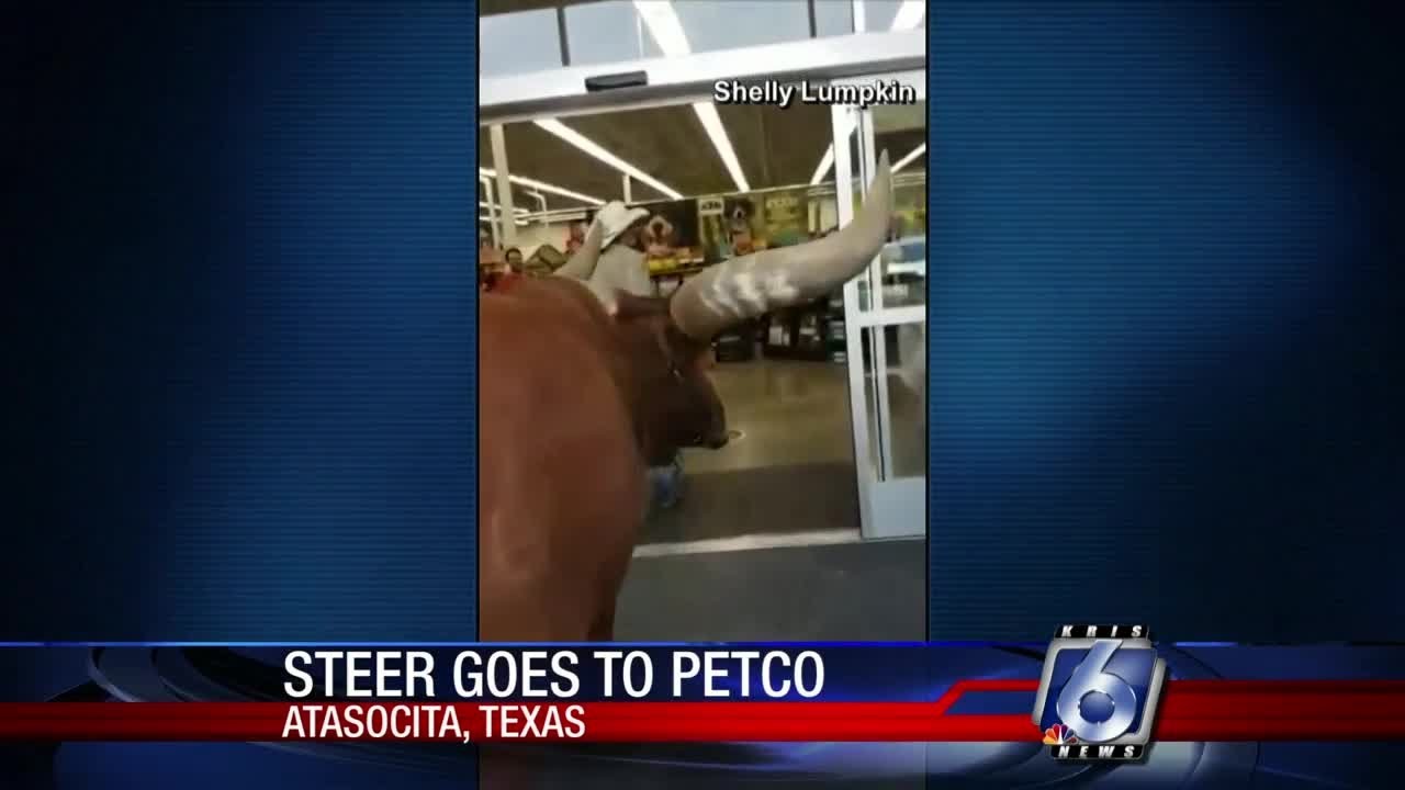 Watch this Texas rancher take his steer into a Petco