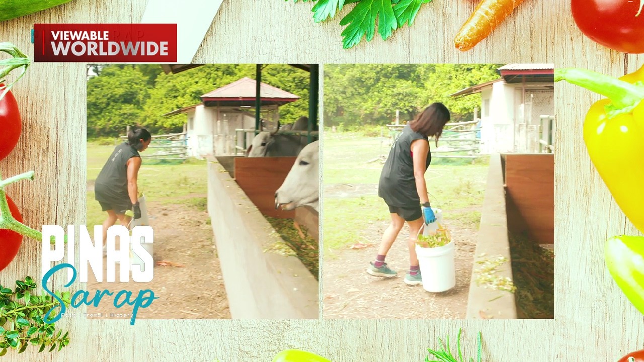 Kara David at Lara Liwanag, nagpabilisan sa pagpapakain ng baka! | Pinas Sarap