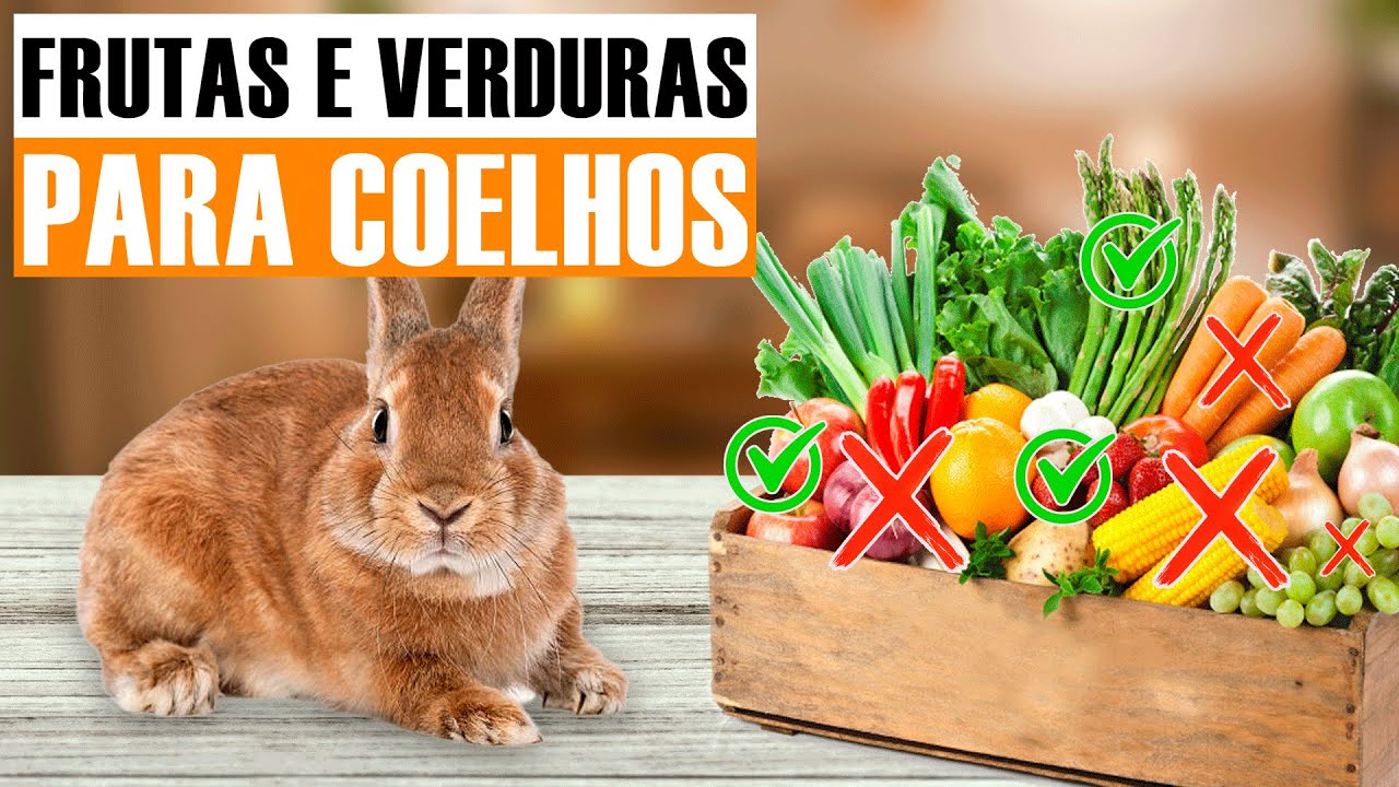 [LISTA COMPLETA] Frutas e Verduras que coelhos PODEM comer