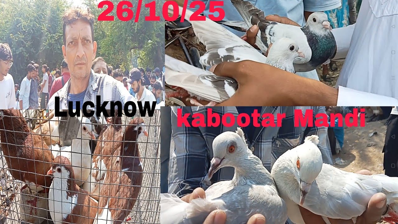 Lucknow kabootar Bazaar 26/10/2025 Lucknow kabootar Mandi