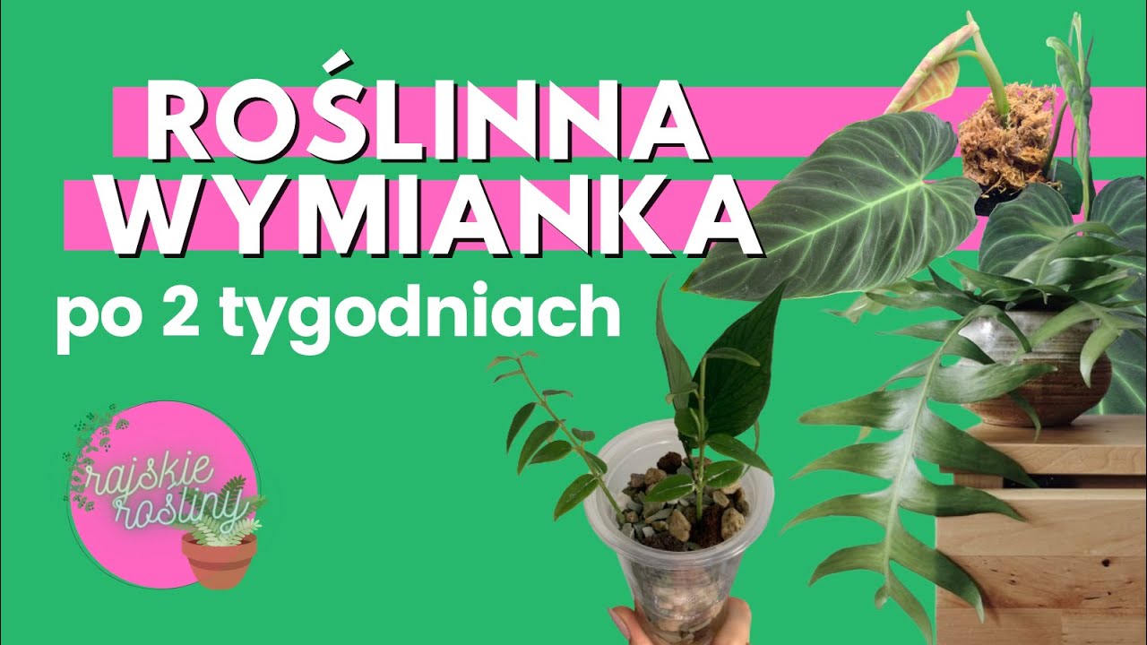 Wymianka Roślinna z Marysią | Tym razem prawdziwa Hoya Bella | Philodendron Splendid | Nowe rośliny