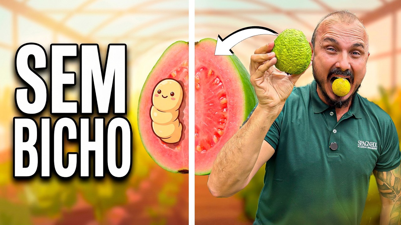 Goiaba SEM BICHO | O truque do saquinho de TNT (funciona!)