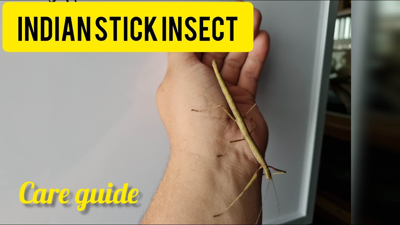 Indian stick insect care and rehousing