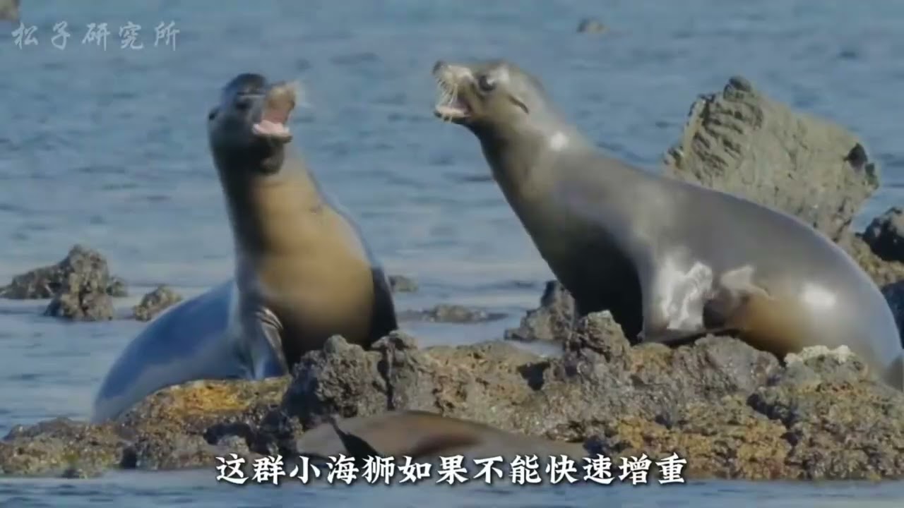 《動物世界～～海洋／沙漠／丛林動物們的棲息地》