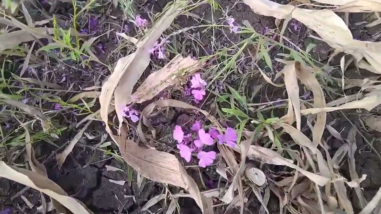 የምሀር ትዝታ በራያ