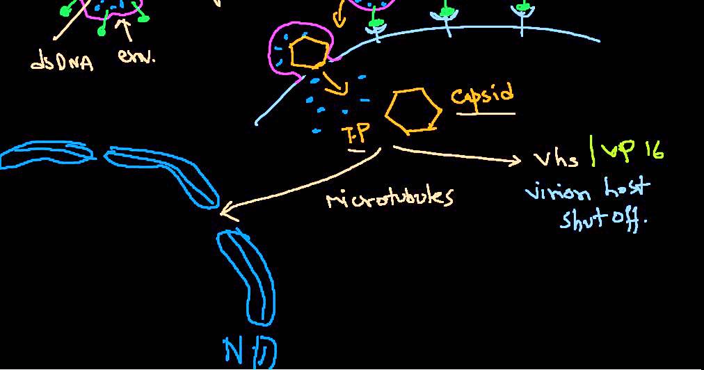 Herpes simplex virus
