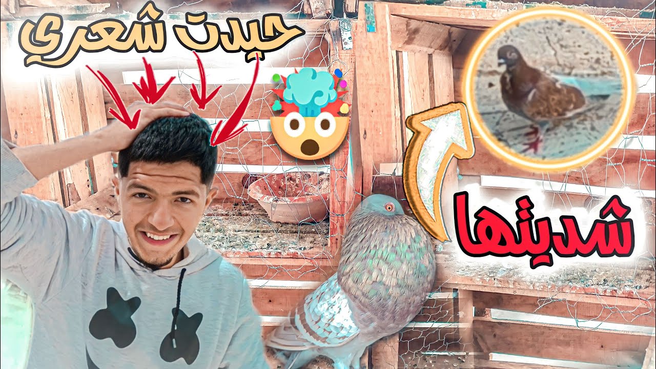 جات حمامة جديدة 🫣