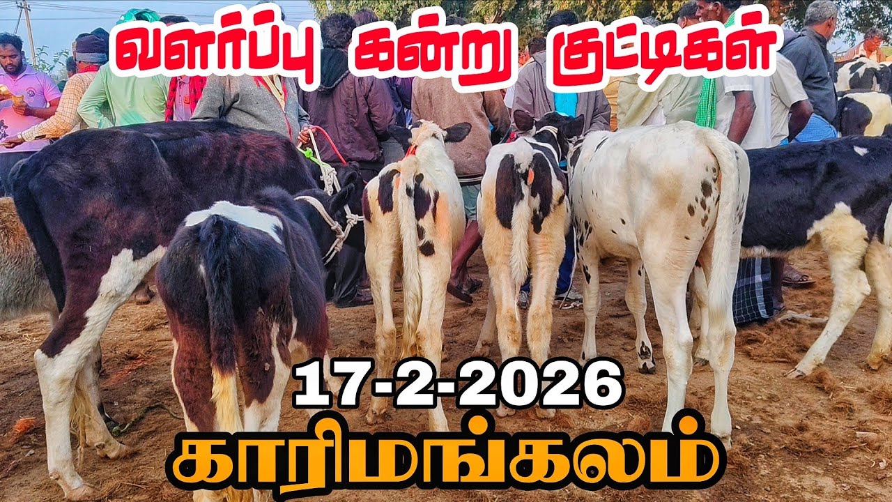 17-2-2026 வளர்ப்பு கன்று குட்டிகள் விலை நிலவரம் காரிமங்கலம் மாட்டு சந்தை தருமபுரி மாவட்டம் 