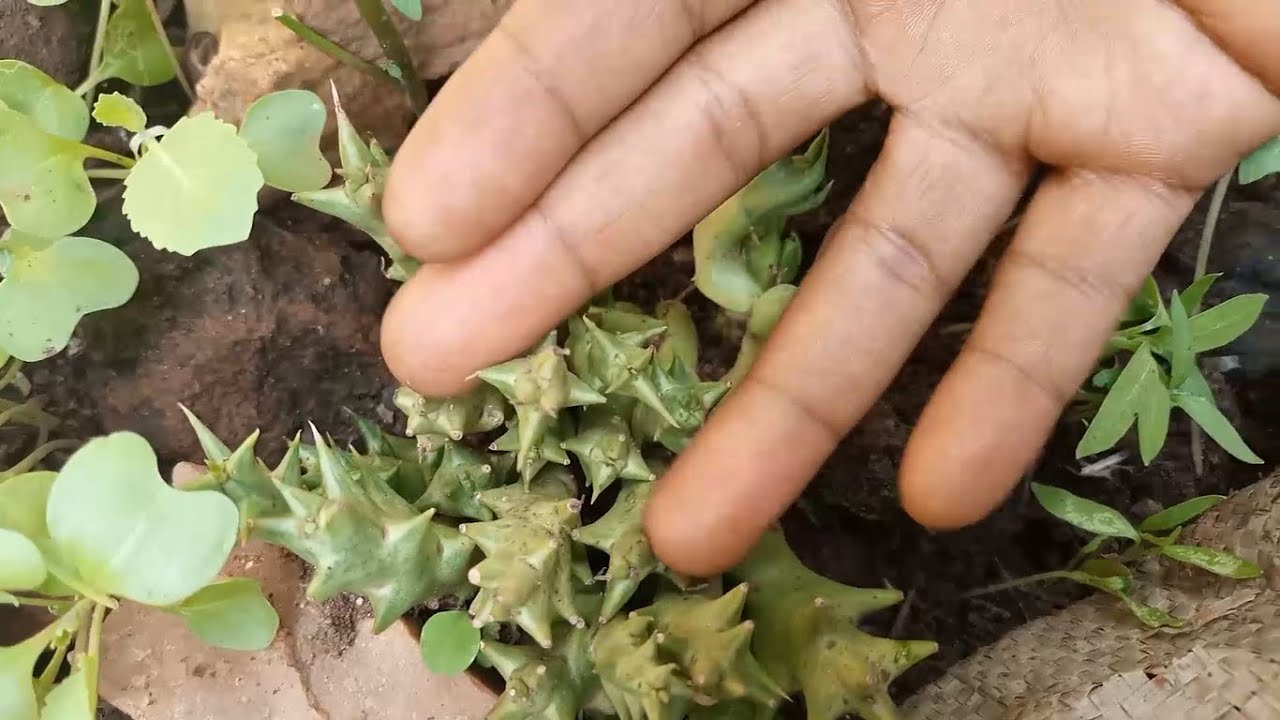 WEFUGE OMWAGALWA WO KOZESA AKAWULIRA MUWANGALE MUMUKWANO