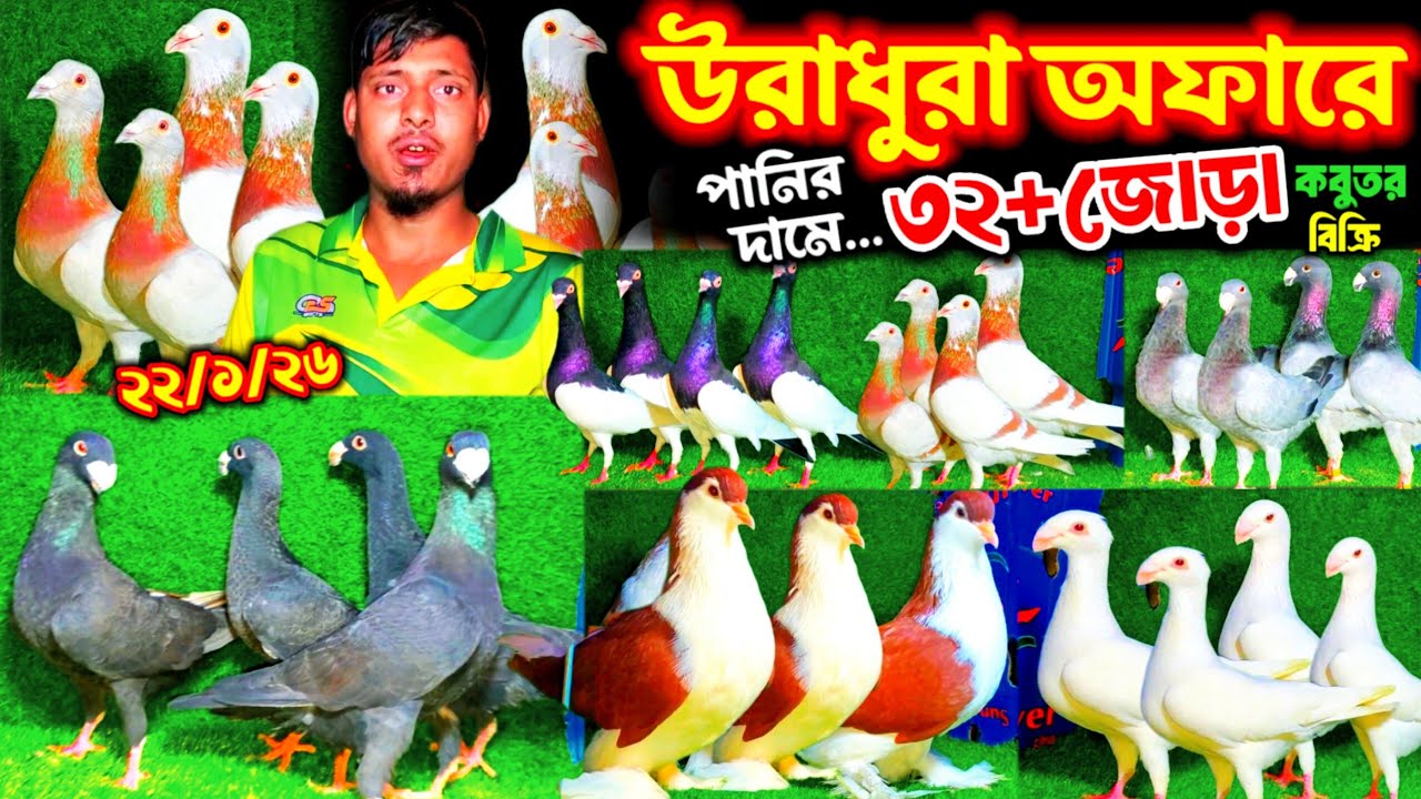 ইতিহাস গরম অফারে- ৩৫০ টাকায় রানিং ফেন্সি কবুতর কিনুন || বুম্বাই লাহরী সহ ৪৮+ নতুন কবুতর পানির দামে |